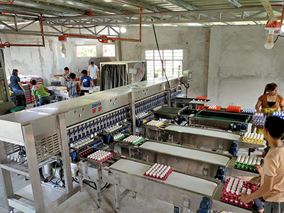 آلة فرز البيض لأحد العملاء من الفلبين، 2021 - 2023 