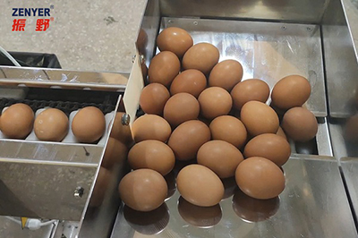 ماكينة فصل البيض 501A (3000 بيضة في الساعة)