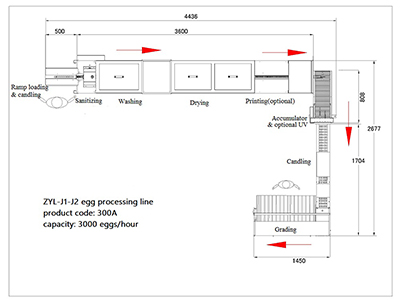 خط معالجة البيض 300A (3000 بيضة في الساعة)