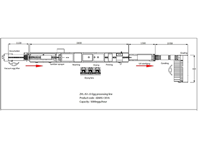 خط معالجة البيض 301A (5000 بيضة في الساعة)